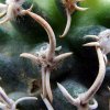 Pediocactus _peeblesianus 'menzelii' JB2 _08